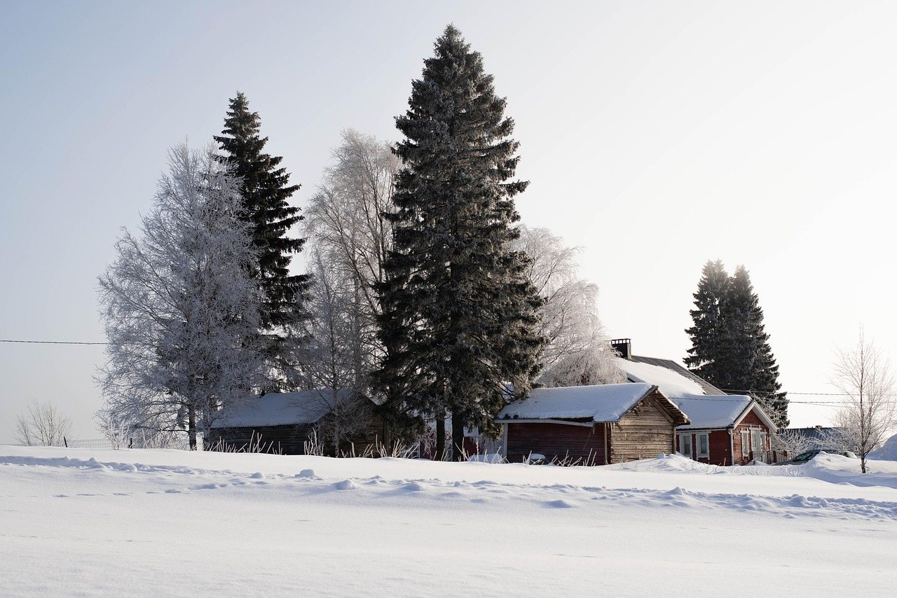 Trähus bland höga granar och frostiga björkar i ett snölandskap